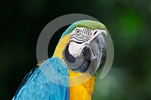 Blue-and-Yellow Macaw