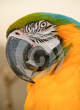 Blue-yellow macaw