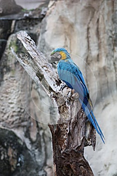 Blue and yellow macaw