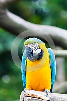 Blue-and-yellow Macaw