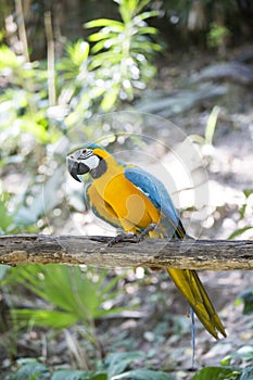 Blue yellow macaw