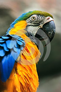 Blue-and-yellow Macaw