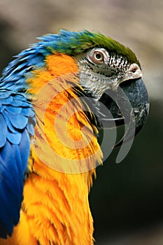 Blue-and-yellow Macaw