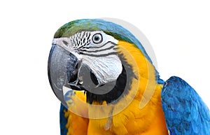 Blue and yellow macaw