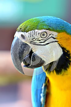 Blue and yellow macaw