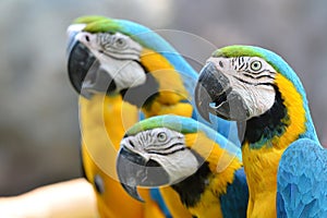 Blue and yellow macaw