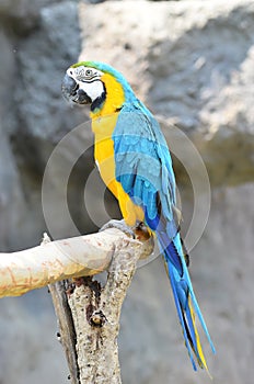 Blue and yellow macaw