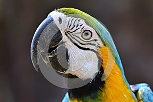 Blue and yellow macaw