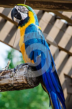 Blue and Yellow Macaw