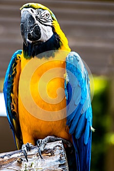 Blue-and-yellow Macaw