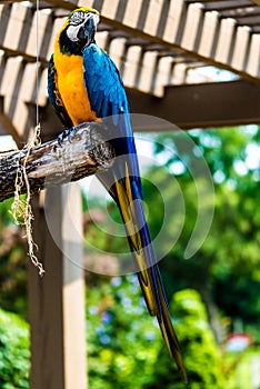 Blue-and-yellow Macaw