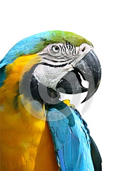 A Blue and Yellow Macaw