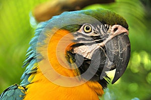 The Blue-and-Yellow Macaw