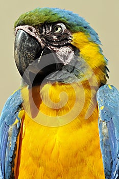 The Blue-and-Yellow Macaw