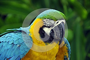 The Blue-and-Yellow Macaw