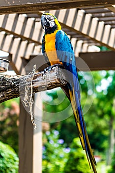 Blue-and-yellow Macaw