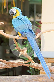 Blue-and-yellow Macaw