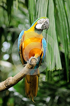 Blue and yellow Macaw