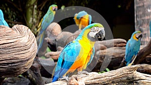 Blue and yellow macaw.