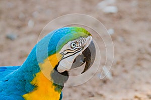 The blue-and-yellow macaw