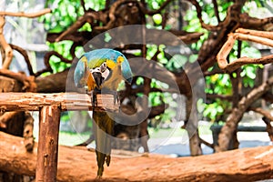 Blue-and-Yellow Macaw, also known as Blue-and-Gold Macaw