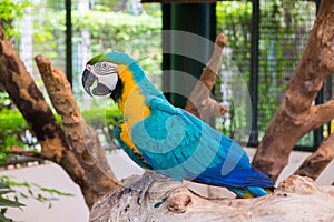 Blue-and-yellow macaw also known as the Blue-and-gold macaw on l