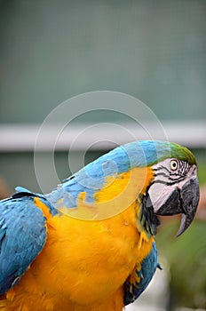 The blue and yellow macaw, also known as the blue-and-gold macaw, large parrot with bluetop parts and light orange underparts.
