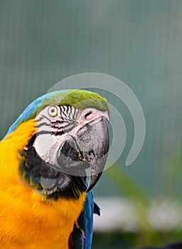 The blue and yellow macaw, also known as the blue-and-gold macaw, large parrot with bluetop parts and light orange underparts.