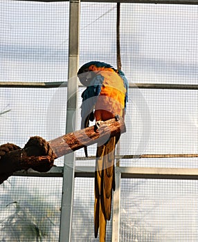 The blue and yellow macaw, also known as the blue-and-gold macaw, large parrot with bluetop parts and light orange underparts.