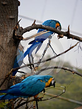 The blue and yellow macaw, also known as the blue-and-gold macaw, large parrot with bluetop parts and light orange underparts.