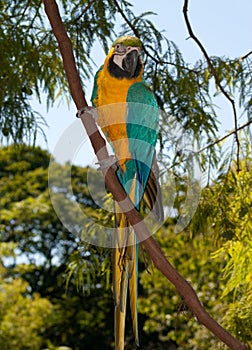 Blue-and-yellow Macaw (Ara ararauna)