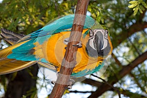 Blue-and-yellow Macaw (Ara ararauna)