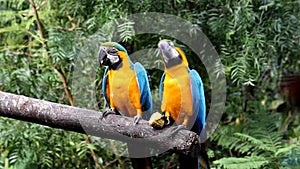 Blue-yellow macaw, or Ara ararauna