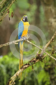 Blue-and-yellow Macaw - Ara ararauna