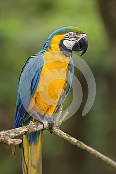 Blue-and-yellow Macaw - Ara ararauna