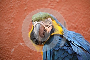 A Blue-and-Yellow Macaw - Ara Ararauna