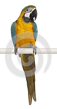 Blue and Yellow Macaw, Ara Ararauna photo