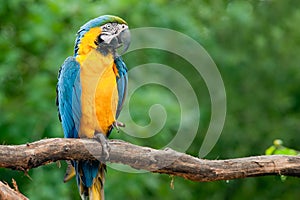 Blue and yellow macaw (Ara ararauna) photo