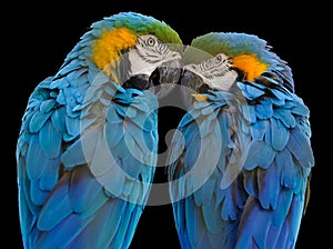Blue-and-yellow Macaw (Ara ararauna) photo