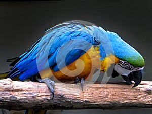 Blue-and-yellow macaw (Ara ararauna)