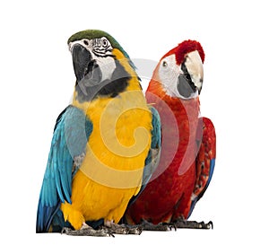 Blue-and-yellow Macaw, Ara ararauna, 30 years old, and Green-winged Macaw, Ara chloropterus, 1 year old