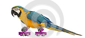 Blue-and-yellow Macaw, Ara ararauna, 30 years old, roller skating