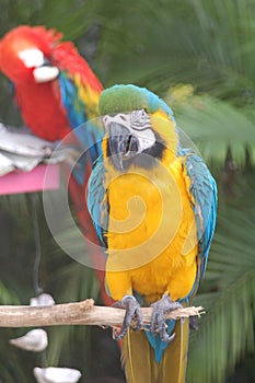 Blue-and-yellow macaw (Ara ararauna)