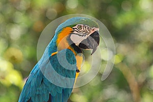 Blue and yellow macaw. (Ara ararauna).