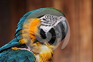 Blue-and-yellow macaw (Ara ararauna).