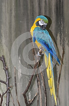 Blue-and-yellow macaw (Ara ararauna)