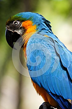 Blue-and-yellow Macaw (Ara ararauna)