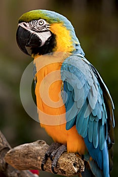 Blue-and-yellow Macaw (Ara ararauna)