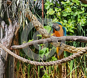 Blue and Yellow Macaw Ara Ararauna