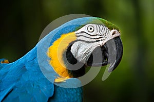 Blue-and-yellow macaw Ara ararauna